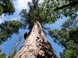 Calaveras Big Tree SP 11 : Vermont Canoe Spring